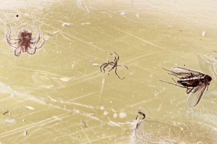 Fossil Mite and True Midge in Baltic Amber #343405